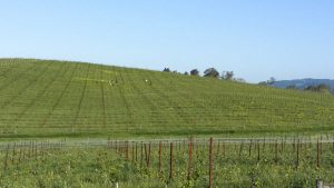 Bliss' do Windows XP